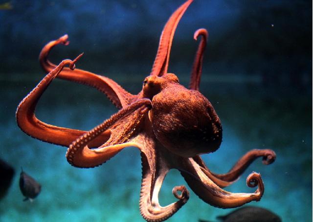 Seafood Unik Dari Wakatobi